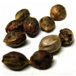 Семена марихуаны АК-47  (Seeds AK-47) в Моздоке